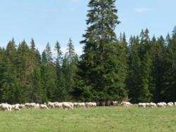 Ovce na louce na Podbanském
