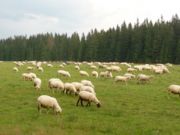 Horské pastviny na Podbanském s pasoucími se ovcemi